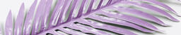 Purple Palm Leaf  image 10