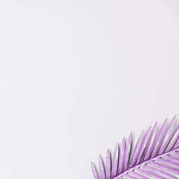 Purple Palm Leaf  image 12