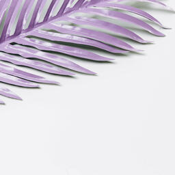 Purple Palm Leaf  image 8