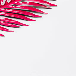 Hot Pink Palm Leaf  image 5