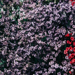 Multi-Colored Baby's Breath  image 4