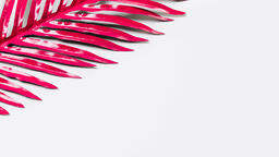 Hot Pink Palm Leaf  image 8