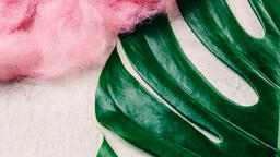 Monstera Leaf and Pink Texture  image 2