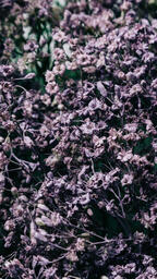 Multi-Colored Baby's Breath  image 2