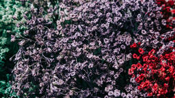 Multi-Colored Baby's Breath  image 3