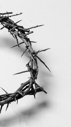 The Crown of Thorns  image 10