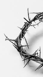 The Crown of Thorns  image 6