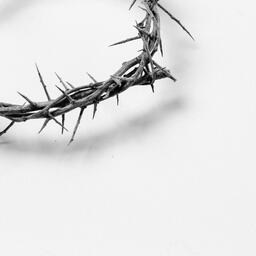 The Crown of Thorns  image 5