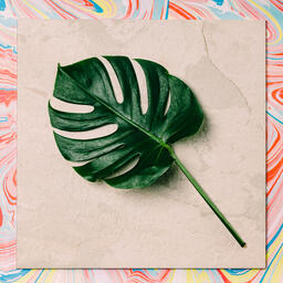 Monstera Leaf on Pastel Marbled Background  image 2