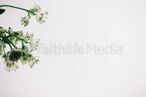 White Flowers and Greenery