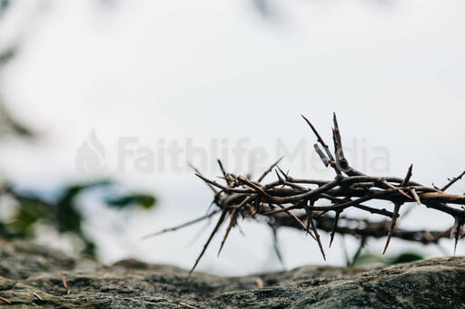 The Crown of Thorns on a Rock in Nature