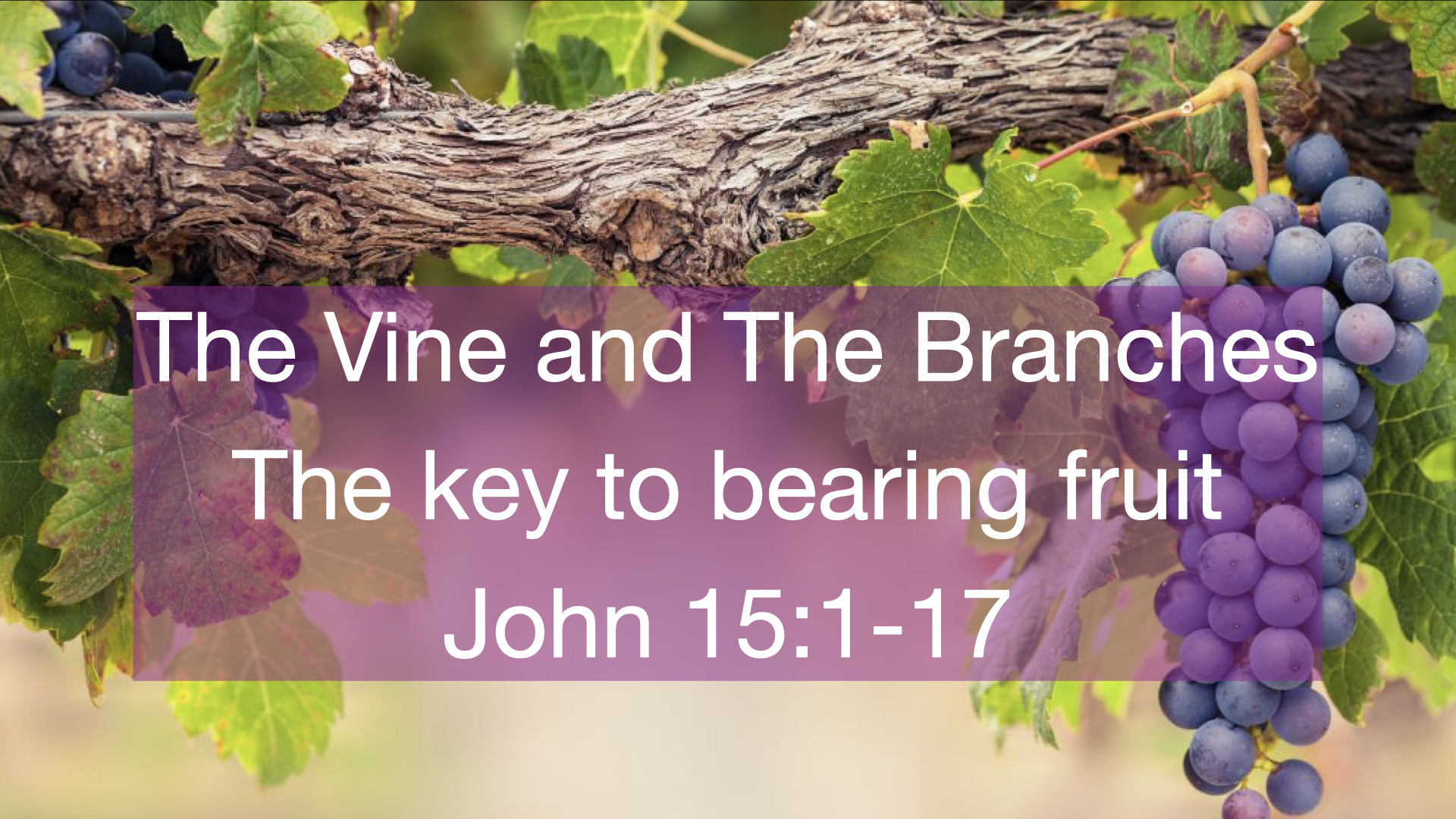 the-vine-and-the-branches-the-key-to-fruitful-living-faithlife-sermons