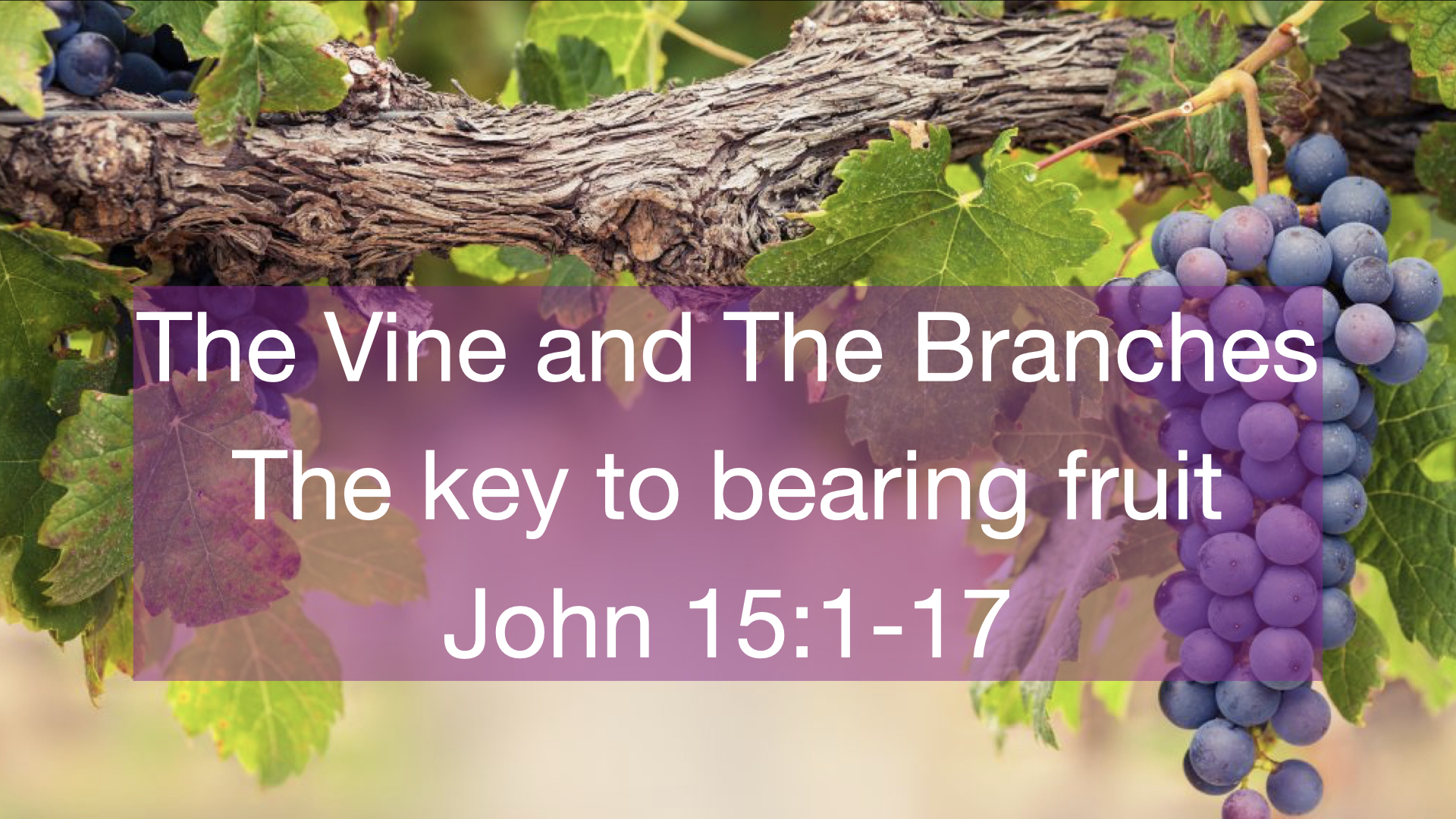 The Vine And The Branches; The key to fruitful living Faithlife Sermons