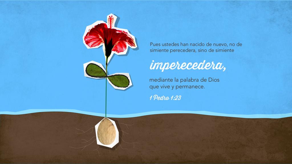 1 Pedro 1.23 large preview