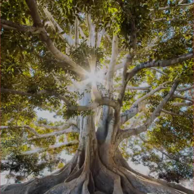 Roots