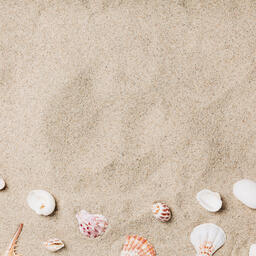 Sea Shells on Sandy Beach  image 20