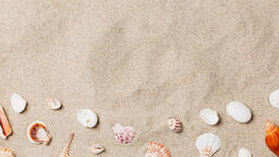 Sea Shells on Sandy Beach  image 16