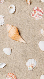 Sea Shells on Sandy Beach  image 9