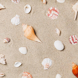 Sea Shells on Sandy Beach  image 4