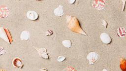 Sea Shells on Sandy Beach  image 11