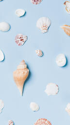 Sea Shells on Blue Background  image 11