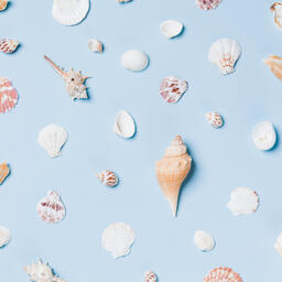 Sea Shells on Blue Background  image 20