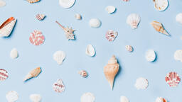 Sea Shells on Blue Background  image 2