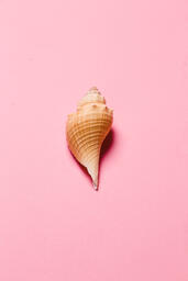 Sea Shell on Pink Background  image 5