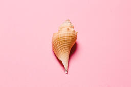 Sea Shell on Pink Background  image 4
