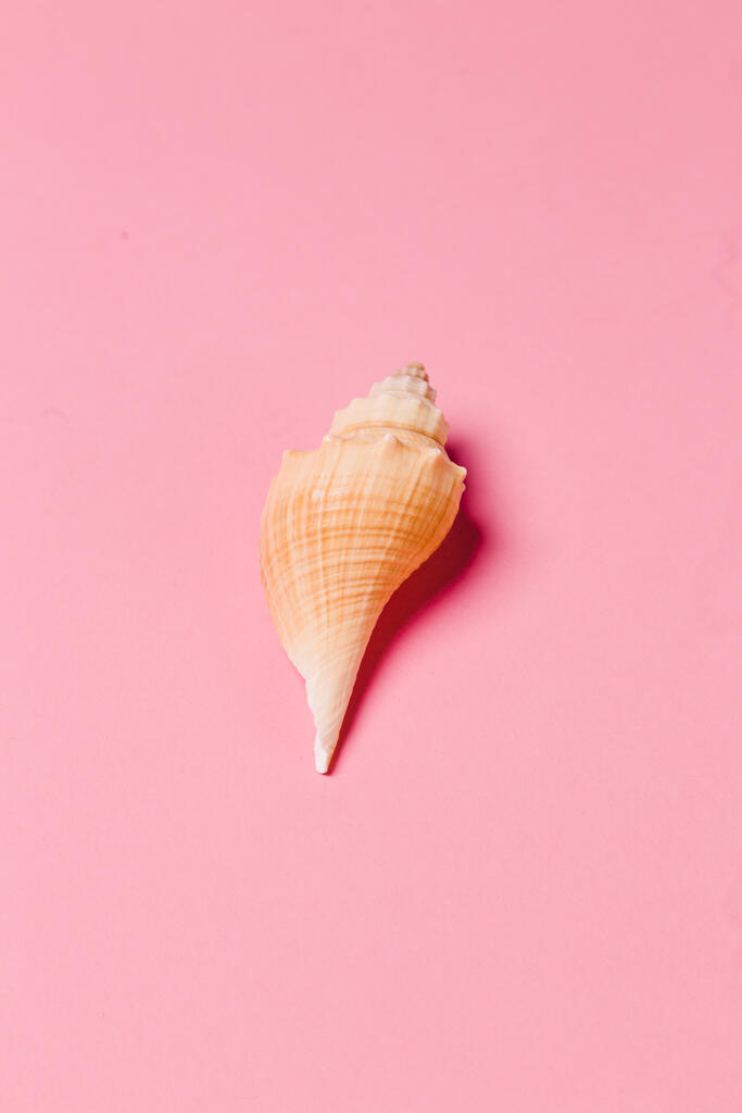 Sea Shell on Pink Background large preview