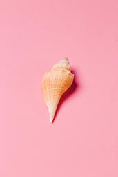 Sea Shell on Pink Background  image 1
