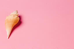 Sea Shell on Pink Background  image 2