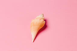 Sea Shell on Pink Background  image 3