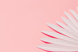 White Palm on Pink Background  image 4