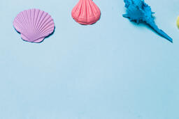 Painted Sea Shells on Blue Background  image 19