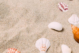 Sea Shells on Sandy Beach  image 18