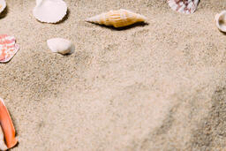 Sea Shells on Sandy Beach  image 2