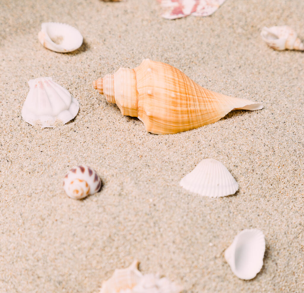 Sea Shells on Sandy Beach large preview