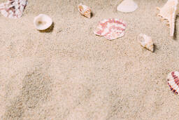 Sea Shells on Sandy Beach  image 19