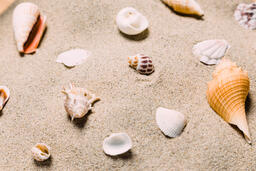 Sea Shells on Sandy Beach  image 17
