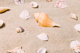 Sea Shells on Sandy Beach  image 15