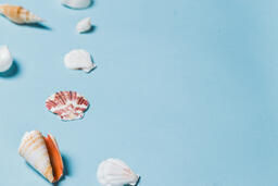 Sea Shells on Blue Background  image 10