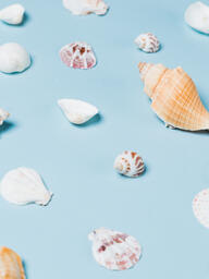 Sea Shells on Blue Background  image 17