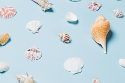 Sea Shells on Blue Background  image 19