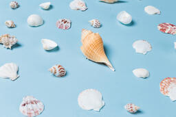 Sea Shells on Blue Background  image 22