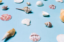 Sea Shells on Blue Background  image 4