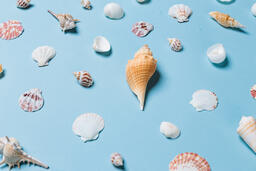 Sea Shells on Blue Background  image 18