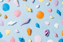 Painted Sea Shells on Blue Background  image 22
