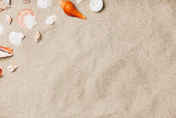 Sea Shells on Sandy Beach  image 13