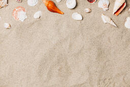 Sea Shells on Sandy Beach  image 7